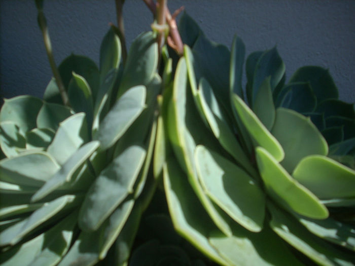 echeveria secunda glauca - suculente 2013-2014-2015-2016