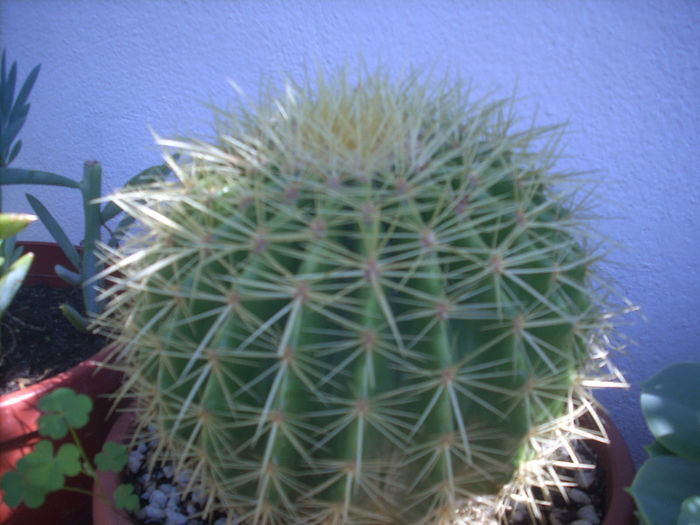 echinocactus grusonii[perna soacrei] - suculente 2013-2014-2015-2016