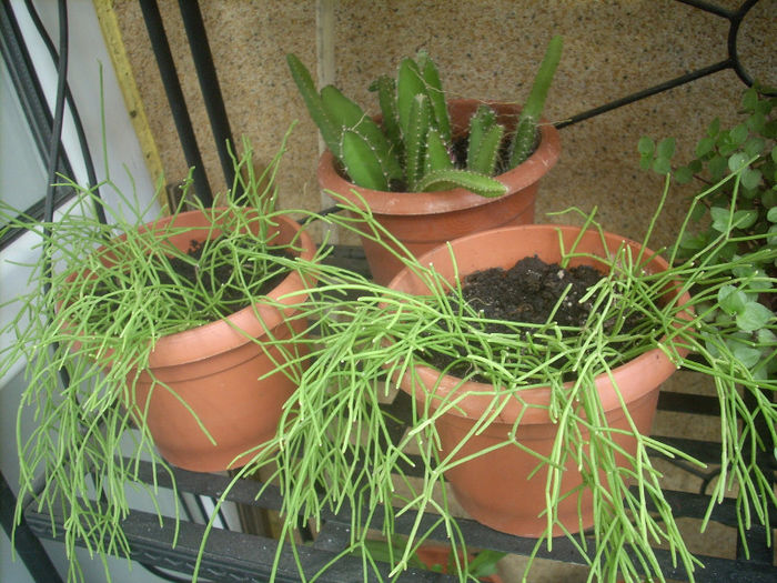 RHIPSALIS CAPILIFORMIS