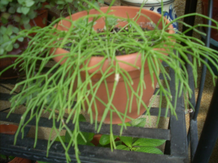 RHIPSALIS CAPILIFORMIS - suculente 2013-2014-2015-2016