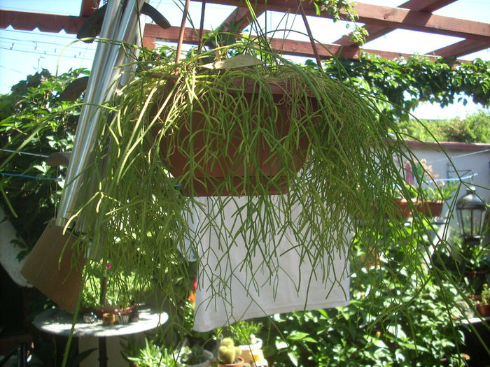 RHIPSALIS CAPILIFORMIS; rhipsalis
