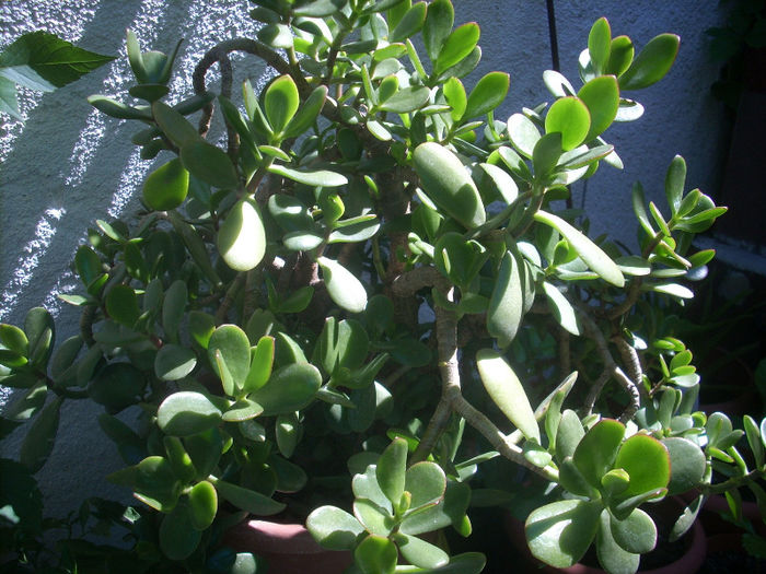 crasula arborescens