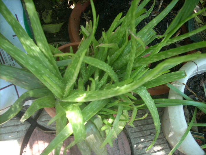 aloe- prolifica- - suculente 2013-2014-2015-2016