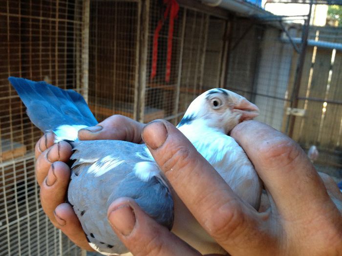 IMG_1233[1] - august 2013