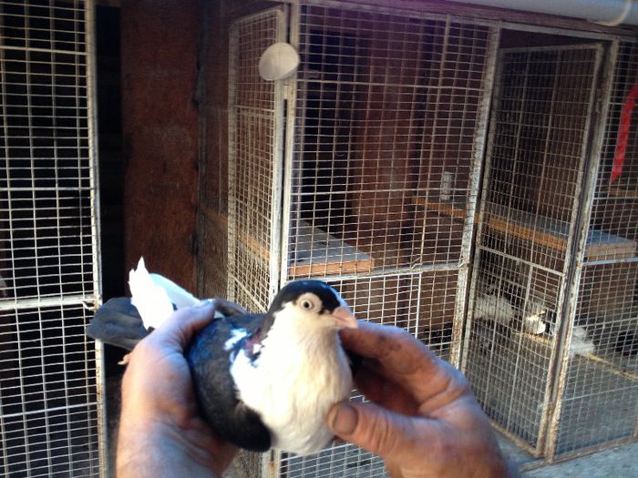 IMG_1238[1] - august 2013