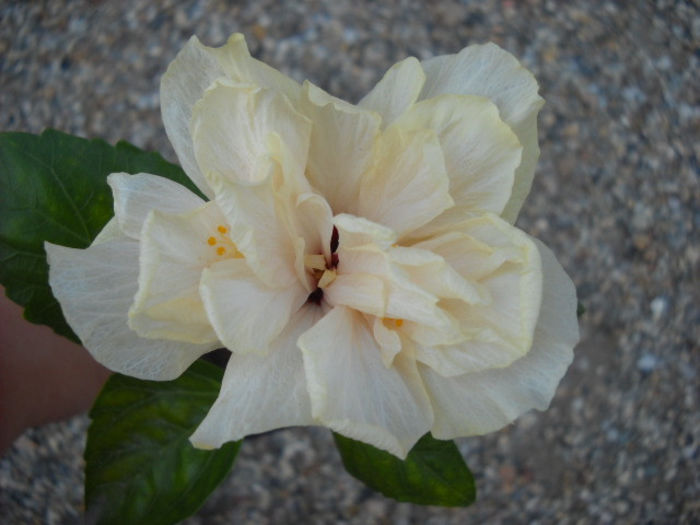 Pierdut -Classic White