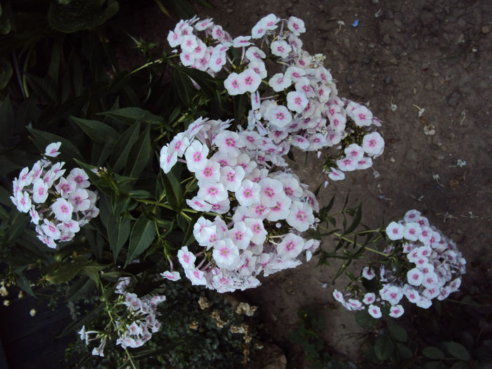 DSC09204