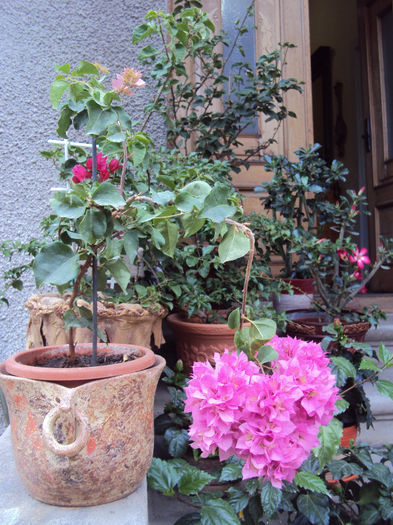 DSC09100 - Bougainvillea- un nou sezon