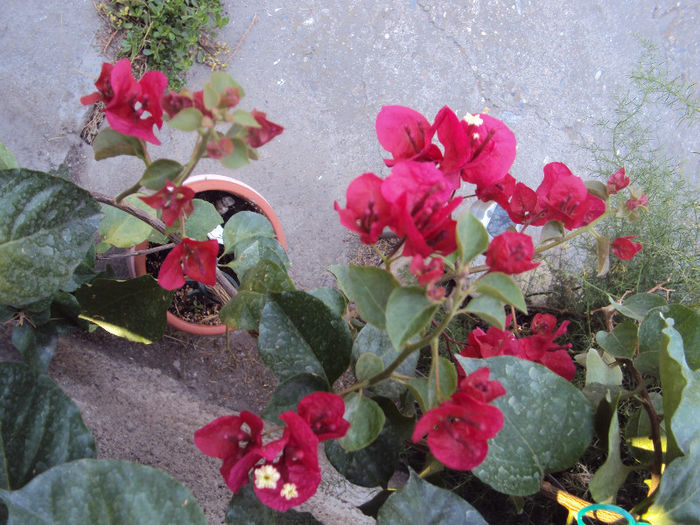 DSC09109 - Bougainvillea- un nou sezon
