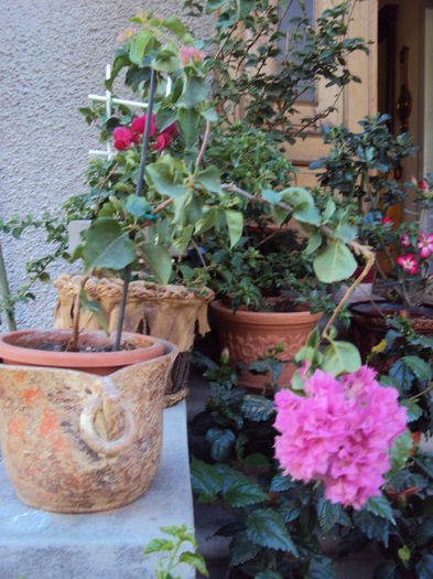 DSC09155 - Bougainvillea- un nou sezon