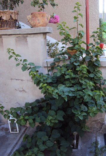 DSC09156 - Bougainvillea- un nou sezon