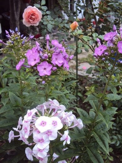 DSC08852