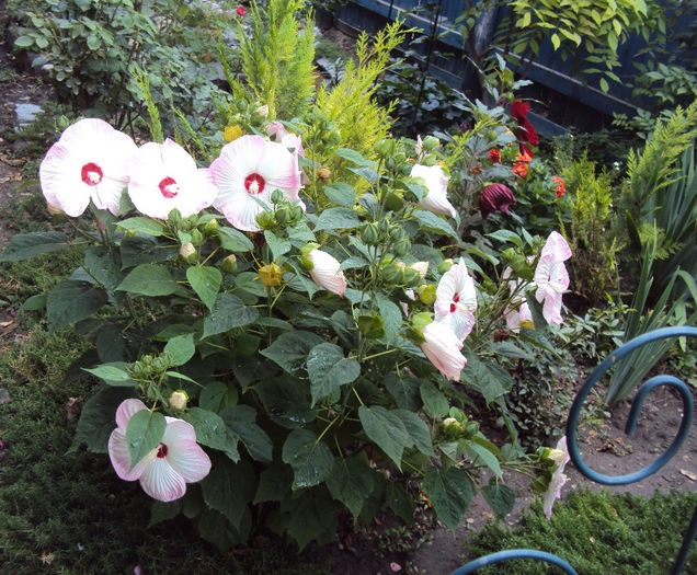 DSC08833 - Hibiscus de gradina
