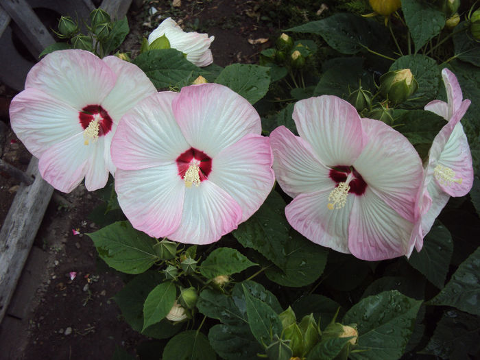 DSC08834 - Hibiscus de gradina