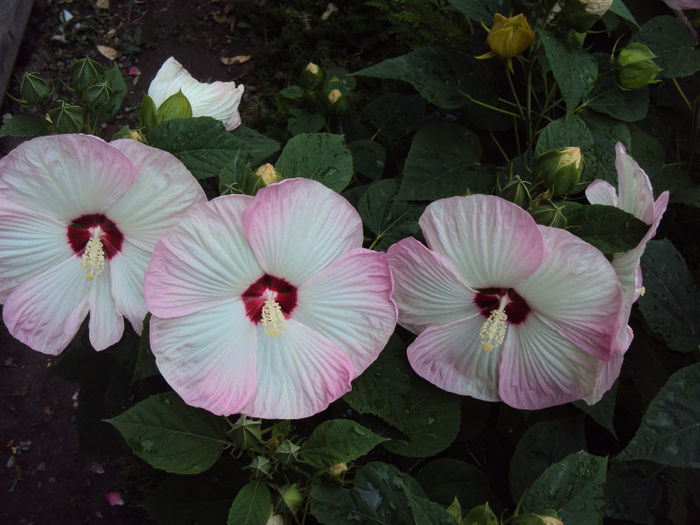 DSC08835 - Hibiscus de gradina