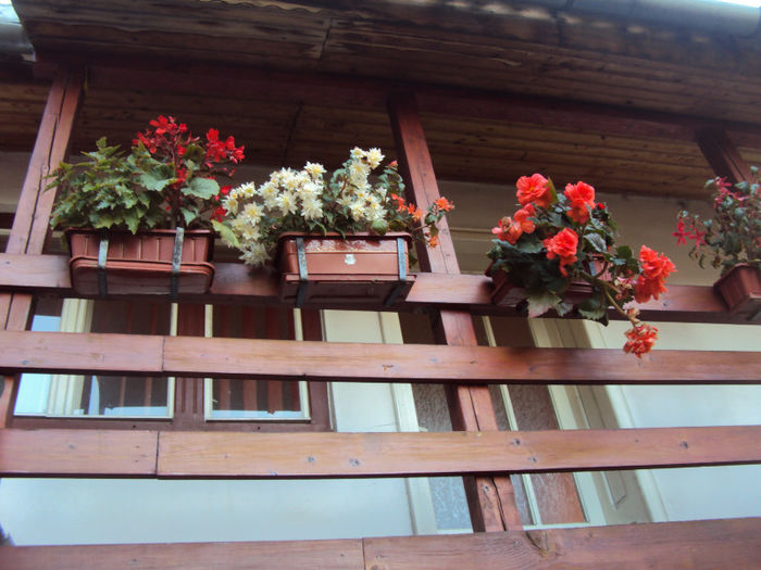 DSC08309 - Begonii