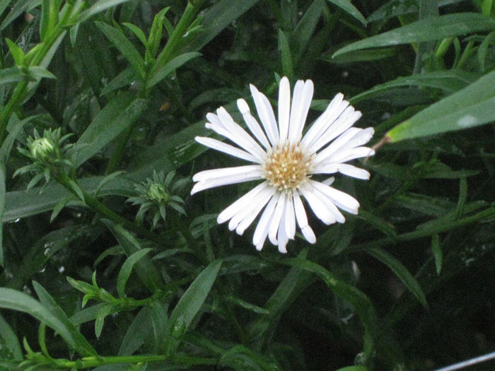 IMG_2985 - aster