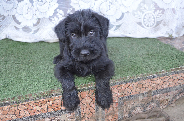 DSC_0543 - Bony -schnauzer urias