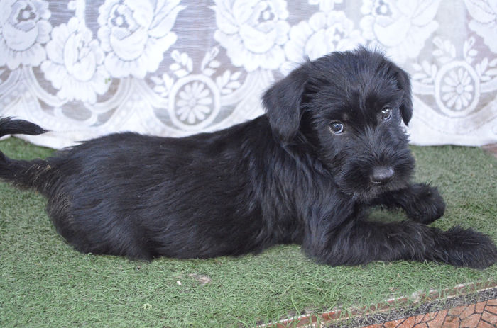 DSC_0544 - Bony -schnauzer urias