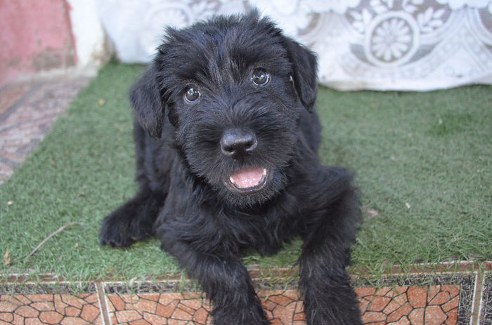 DSC_0545 - Bony -schnauzer urias