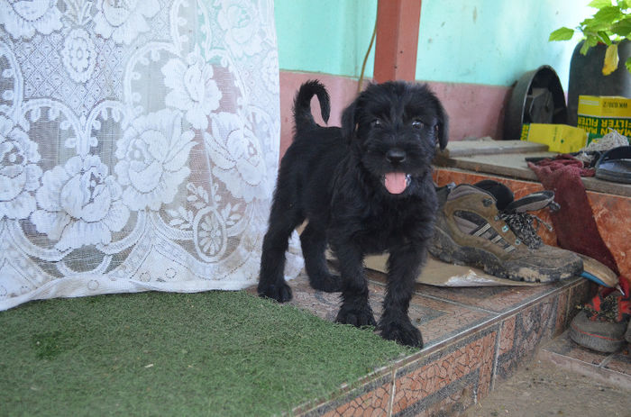 DSC_0552 - Bony -schnauzer urias