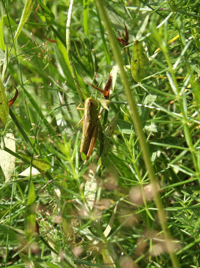 DSCF1116 - Insecte