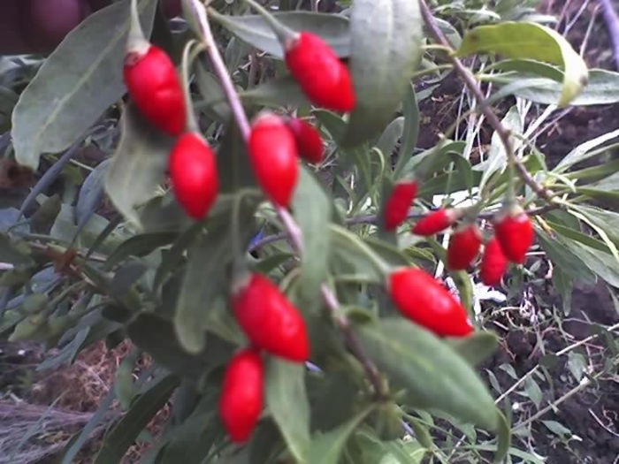 astazi am gustat din productia propie de Goji-Berry !!!; deja simt ca intineresc!!!:))
