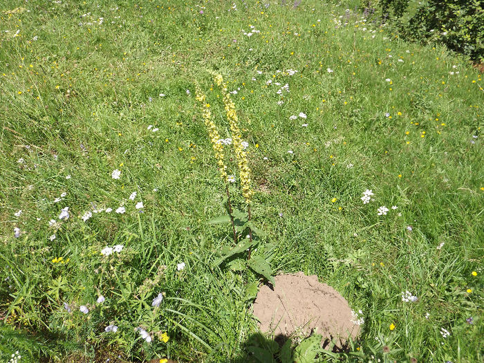 DSCF1209 - Flori salbatice