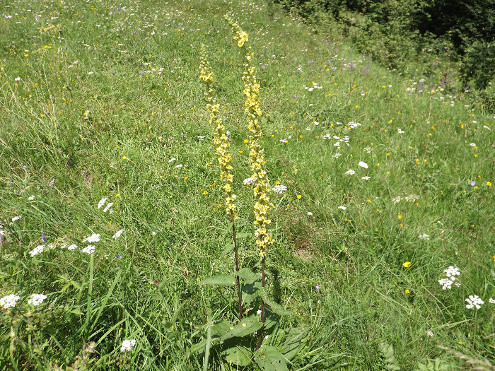 DSCF1210 - Flori salbatice