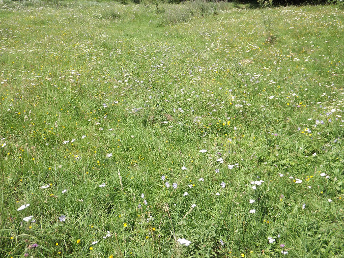 DSCF1211 - Flori salbatice