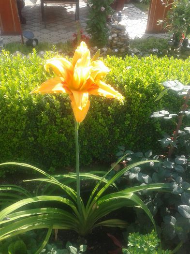 hemerocalis