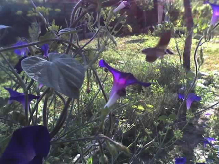 06-08-13_0851 - Sphinx Colibri_pasare sau insecta