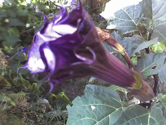 06-08-13_0853 - DATURA MOV