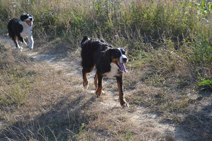 DSC_0042 - Lucy - Ciobanesc de Berna