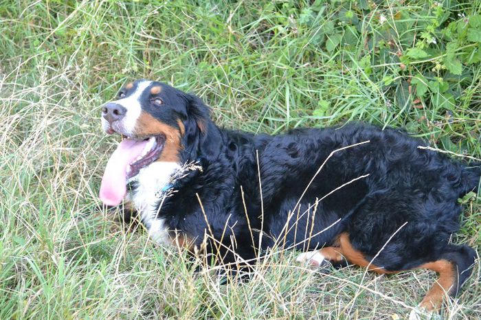 DSC_0075 - Lucy - Ciobanesc de Berna