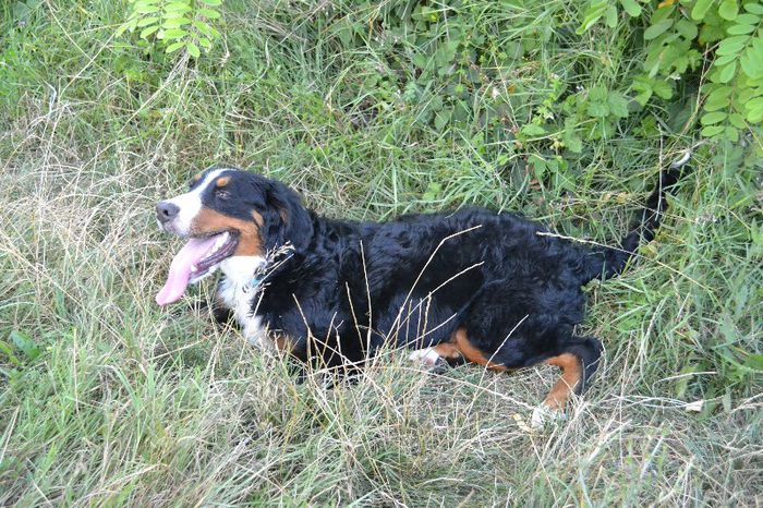 DSC_0076 - Lucy - Ciobanesc de Berna