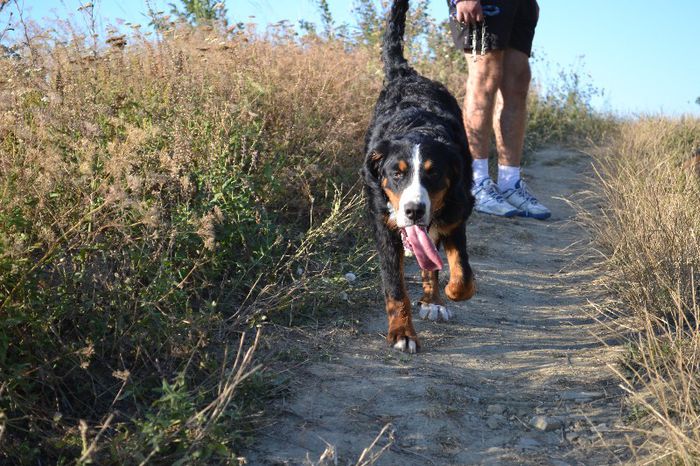 DSC_0090 - Lucy - Ciobanesc de Berna