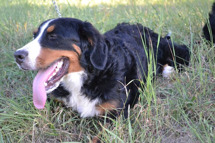 DSC_0176 - Lucy - Ciobanesc de Berna