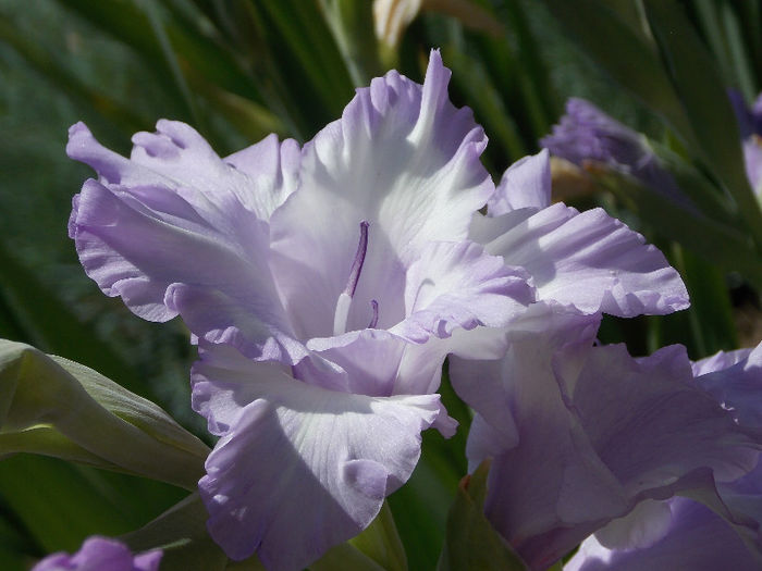 DSCN3995 - GLADIOLE 2013