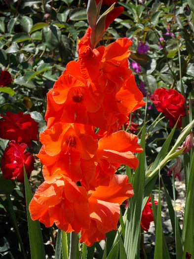 DSCN4001 - GLADIOLE 2013