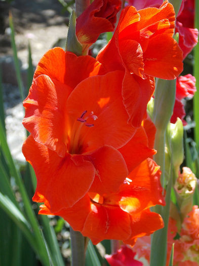 DSCN4003 - GLADIOLE 2013