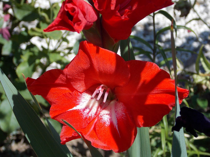 DSCN4002 - GLADIOLE 2013