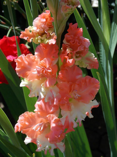 DSCN4006 - GLADIOLE 2013