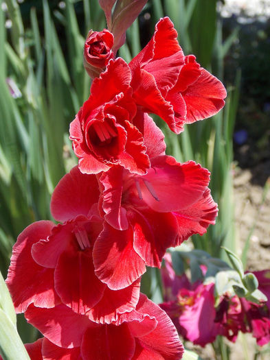 DSCN4009 - GLADIOLE 2013