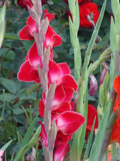 DSCN4096 - GLADIOLE 2013