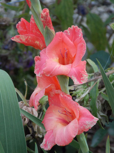 DSCN4099 - GLADIOLE 2013