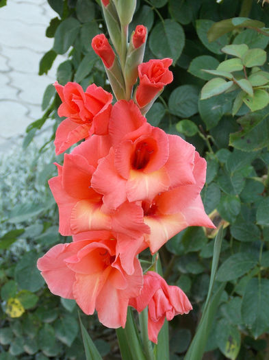 DSCN4330 - GLADIOLE 2013