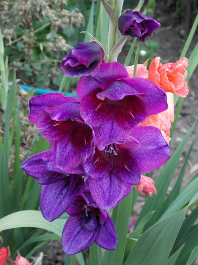 DSCN4337 - GLADIOLE 2013