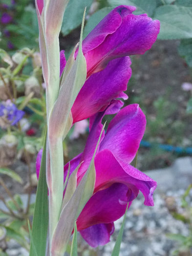 DSCN4340 - GLADIOLE 2013