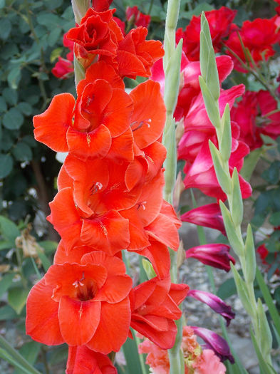 DSCN4341 - GLADIOLE 2013